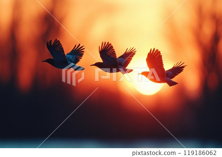 Silhouette of birds flying at dusk 119186062