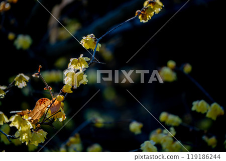 Photographed the Japanese allspice of Dairen Temple in Sakyo Ward, Kyoto City 119186244