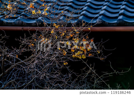 Photographed the Japanese allspice of Dairen Temple in Sakyo Ward, Kyoto City 119186246