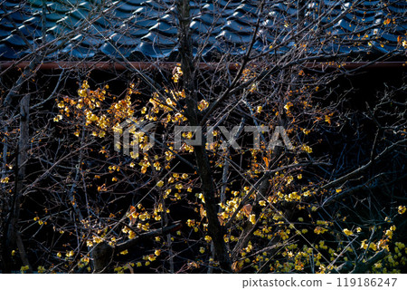 Photographed the Japanese allspice of Dairen Temple in Sakyo Ward, Kyoto City 119186247