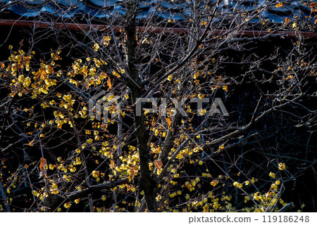 拍攝京都市左京區大連寺的日本五香粉 119186248