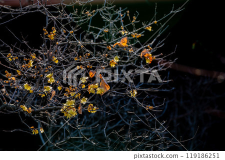 Photographed the Japanese allspice of Dairen Temple in Sakyo Ward, Kyoto City 119186251