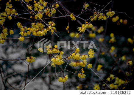 Photographed the Japanese allspice of Dairen Temple in Sakyo Ward, Kyoto City 119186252