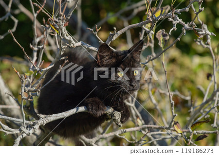 A black kitten sits on a tree branch in autumn. Cat in the garden. 119186273