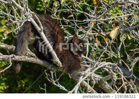 A black kitten sits on a tree branch in autumn. Cat in the garden. A black kitten sits on a tree branch in autumn. Cat in the garden. 119186322