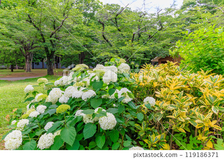 Hydrangeas in Yoyogi Park, Shibuya Ward, Tokyo 119186371