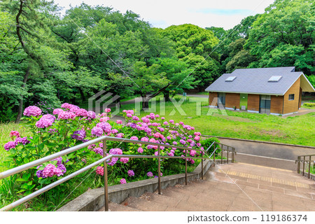 Hydrangeas in Yoyogi Park, Shibuya Ward, Tokyo 119186374