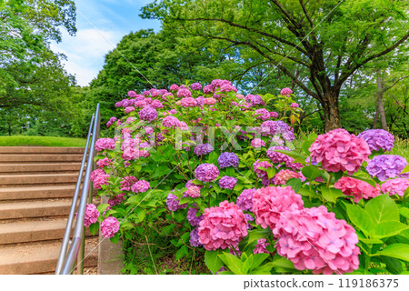 東京澀谷區代代木公園的繡球花 東京澀谷區代代木公園的繡球花 119186375