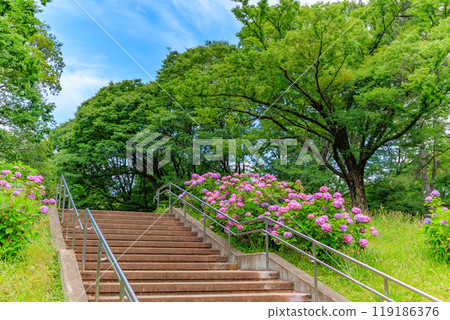 東京澀谷區代代木公園的繡球花 119186376