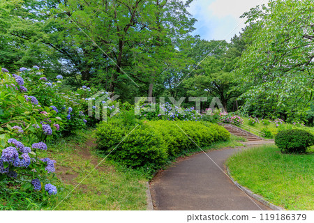 東京澀谷區代代木公園的繡球花 119186379