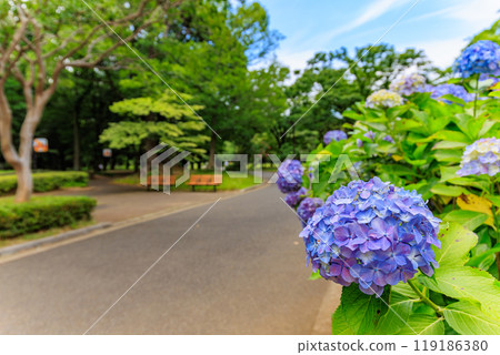 Hydrangeas in Yoyogi Park, Shibuya Ward, Tokyo Hydrangeas in Yoyogi Park, Shibuya Ward, Tokyo 119186380