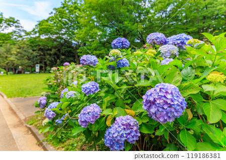 Hydrangeas in Yoyogi Park, Shibuya Ward, Tokyo 119186381
