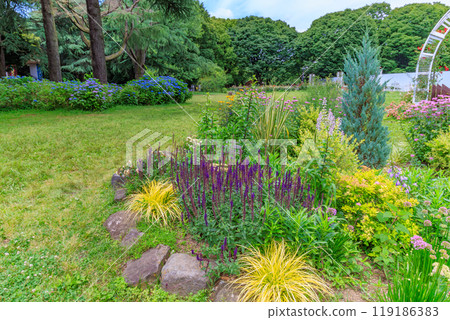 Hydrangeas in Yoyogi Park, Shibuya Ward, Tokyo Hydrangeas in Yoyogi Park, Shibuya Ward, Tokyo 119186383