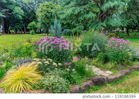 Hydrangeas in Yoyogi Park, Shibuya Ward, Tokyo Hydrangeas in Yoyogi Park, Shibuya Ward, Tokyo 119186384
