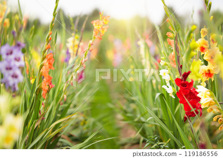 Field of fresh gladiolus flowers Field of fresh gladiolus flowers 119186556