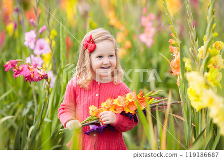 Child picking fresh gladiolus flowers 119186687
