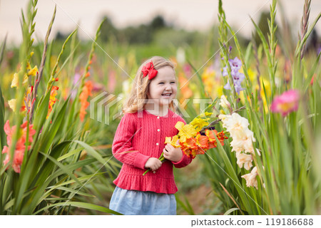 Child picking fresh gladiolus flowers 119186688