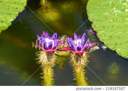 A water lily found in lakes, marshes and reservoirs. It has beautiful petals with white centers and purple edges, and thorny sepals growing out from between the leaves. 119187387