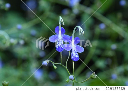 A cute Japanese lily with white stamens and pistils dangling from among the vibrant blue-purple petals seen in Minoh, Osaka Prefecture. A cute Japanese lily with white stamens and pistils dangling from among the vibrant blue-purple petals seen in Minoh, Osaka Prefecture. 119187389