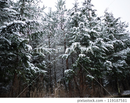 Snowy forest Snowy forest 119187581