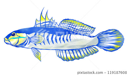 美麗的熱帶魚赤八蝦虎魚的剪圖 美麗的熱帶魚赤八蝦虎魚的剪圖 119187608