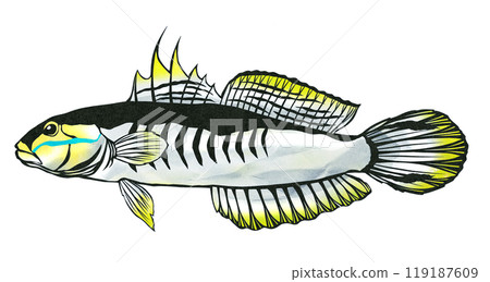 可愛的熱帶魚赤八蝦虎魚的剪圖 可愛的熱帶魚赤八蝦虎魚的剪圖 119187609