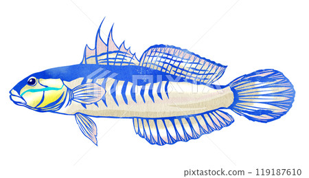 觀賞魚赤八蝦虎魚的剪紙插圖 觀賞魚赤八蝦虎魚的剪紙插圖 119187610