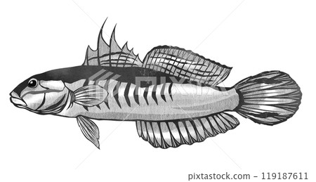 熱帶魚 Akahachi 蝦虎魚的黑白插圖 119187611