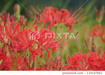 Up of Higanbana Up of Higanbana 119187661