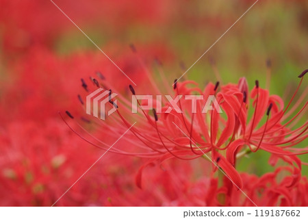 Up of Higanbana Up of Higanbana 119187662