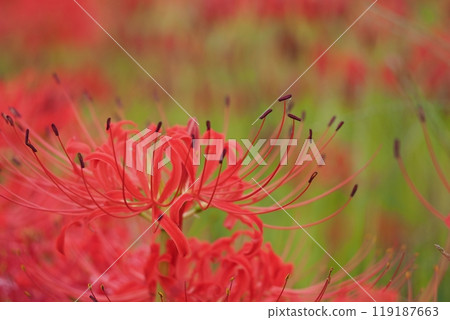 Up of Higanbana Up of Higanbana 119187663