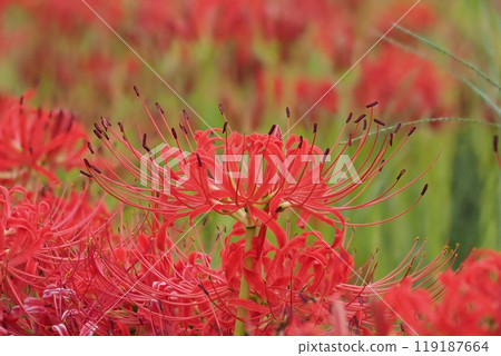 Up of Higanbana Up of Higanbana 119187664