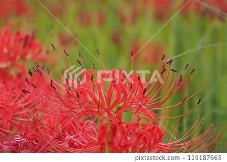 Higanbana Higanbana 119187665