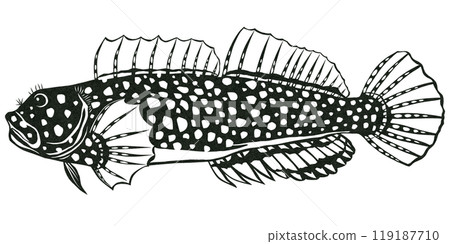 網紋躄魚的簡單黑白插圖 119187710