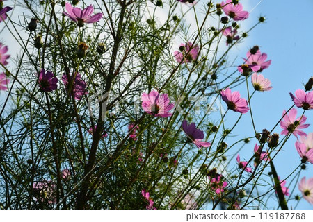 Cosmos shining in the blue sky Cosmos shining in the blue sky 119187788
