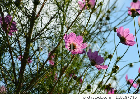 Cosmos shining in the blue sky Cosmos shining in the blue sky 119187789