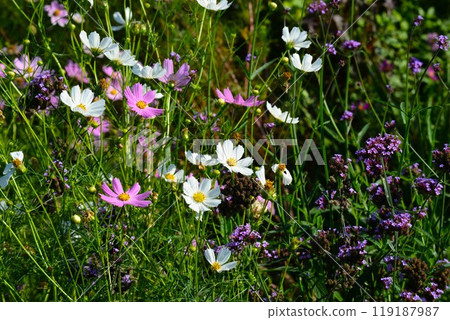 Large spring chrysanthemum, Cosmos 119187987