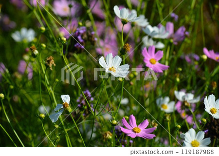 Large spring chrysanthemum, Cosmos Large spring chrysanthemum, Cosmos 119187988