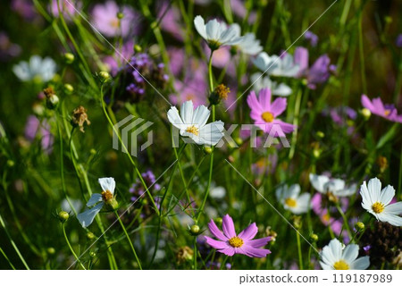 Large spring chrysanthemum, Cosmos 119187989