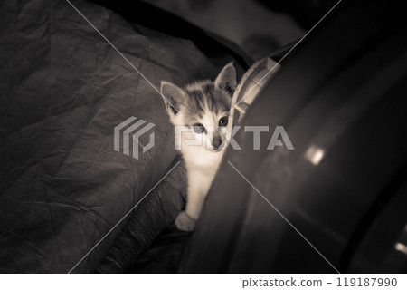 Playing alone ~Cute kitten~ Playing alone ~Cute kitten~ 119187990