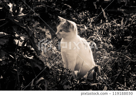 morning cat. morning cat. 119188030