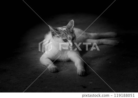 Relaxation Time ~Stray Cat~ Relaxation Time ~Stray Cat~ 119188051