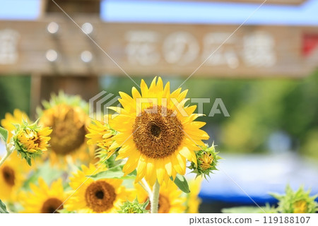 Scenery with sunflower Scenery with sunflower 119188107