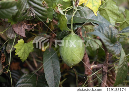 葫蘆、黃葫蘆 葫蘆、黃葫蘆 119188174