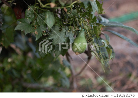 葫蘆、黃葫蘆 葫蘆、黃葫蘆 119188176