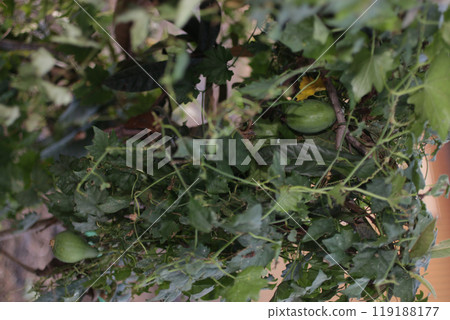 Violet gourd, Yellow Violet gourd Violet gourd, Yellow Violet gourd 119188177