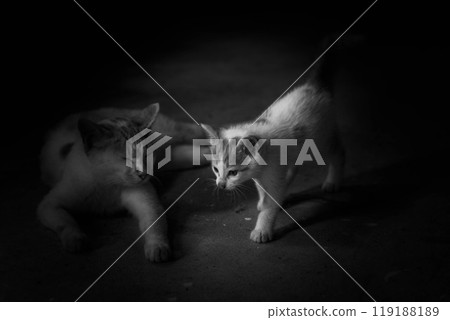 Mother and child together - mother cat squinting her eyes Mother and child together - mother cat squinting her eyes 119188189
