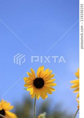 風景與向日葵 風景與向日葵 119188193