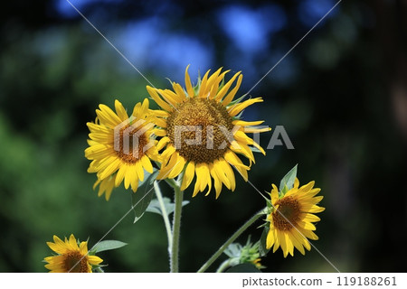 Scenery with sunflower 119188261
