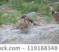 Sparrow looking for food 119188348